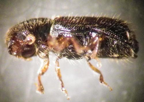 Réf. 287 269 : Scolytinae inconnu